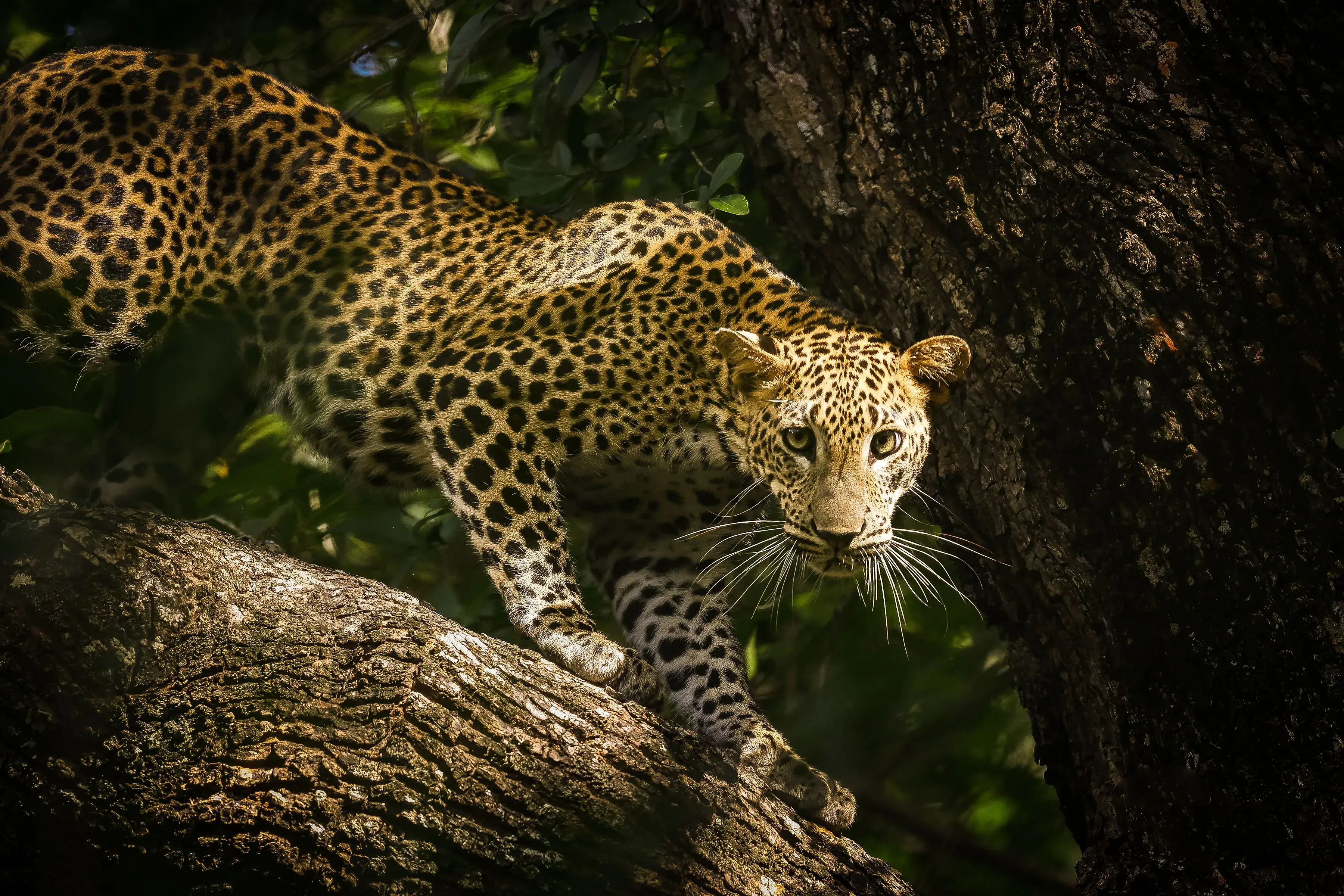 Sri Lankan leopard resting on a tree branch