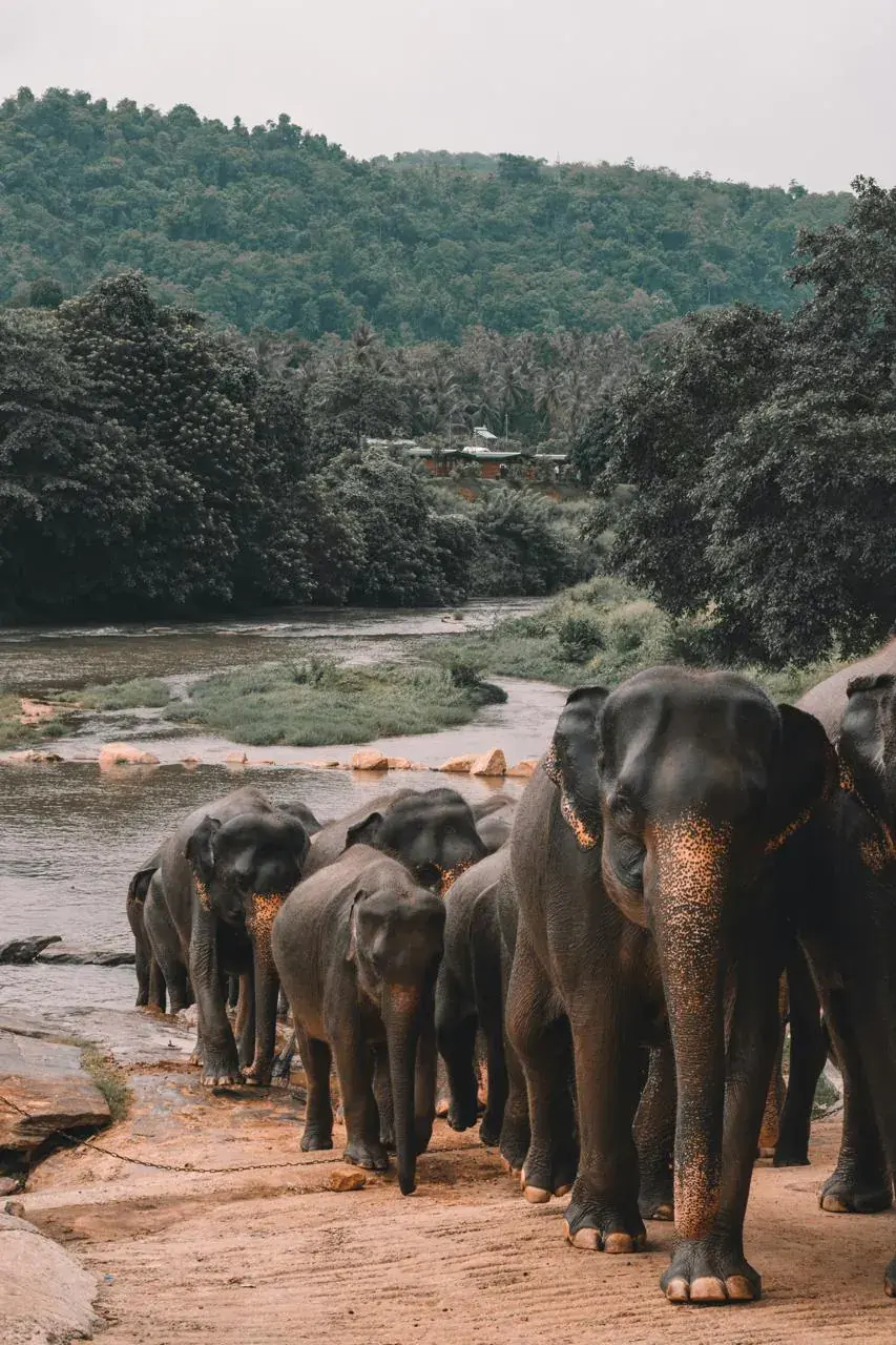 Elephants gathered beside a river in Sri Lanka